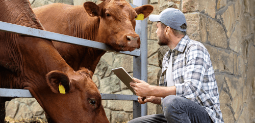 A livestock farm worker or veterinarian examining cows in cowshed. Brown cow looking at farmer.