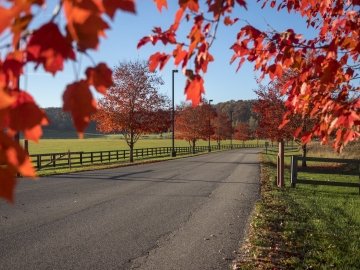 fall at rio